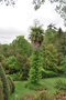 vignette Trachycarpus fortunei (Jardin du Kestellic, Plouguiel, Ctes d'Armor, Bretagne, France