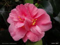 vignette ' Gloire de Nantes ' camellia japonica