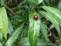 vignette Helwingia chinensis