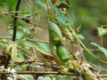 vignette Hemsleya lijiangensis