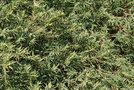 vignette Melaleuca linariifolia