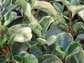 vignette Peperomia obtusifolia 'Variegata'