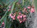 vignette Begonia maculata - Tamaya, Bgonia bambou