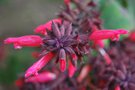 vignette Salvia karwinskii 'Red Calyx'