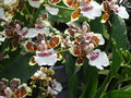 vignette Orchide hybride