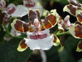 vignette Orchide hybride