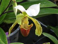 vignette Paphiopedilum - Sabot de vnus