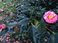 vignette Camellia japonica Lady clare au 03 01 14