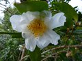 vignette Camellia sasanqua narumigata toujours la au 03 01 14