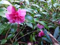 vignette Camellia hiemalis Chansonnette gros plan au 03 01 14