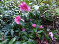 vignette Camellia hiemalis Chansonnette toujours sympa au 03 01 14