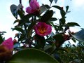 vignette Camellia Sasanqua plantation pink toujours là au 03 01 14