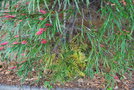 vignette Grevillea longifolia (Bormes les Mimosas, Var, Provence Alpes Cte d'Azur, France)