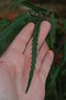 vignette Grevillea longifolia (Bormes les Mimosas, Var, Provence Alpes Cte d'Azur, France)