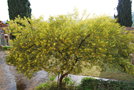 vignette Acacia sp. (1) (Bormes les Mimosas, Var, Provence Alpes Cte d'Azur, France)