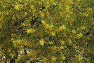 vignette Acacia sp. (1)  (Bormes les Mimosas, Var, Provence Alpes Cte d'Azur, France)