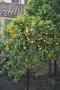 vignette Citrus cv. (Bormes les Mimosas, Var, Provence Alpes Cte d'Azur, France)
