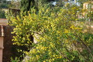 vignette Acacia sp. (2) (Bormes les Mimosas, Var, Provence Alpes Cte d'Azur, France)