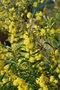 vignette Acacia sp. (2) (Bormes les Mimosas, Var, Provence Alpes Cte d'Azur, France)