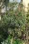 vignette Cussonia paniculata (Bormes les Mimosas, Var, Provence Alpes Cte d'Azur, France)