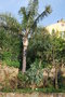 vignette Syagrus romanoffiana & Cussonia paniculata (Bormes les Mimosas, Var, Provence Alpes Cte d'Azur, France)