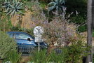 vignette Buddleja officinalis (Bormes les Mimosas, Var, Provence Alpes Cte d'Azur, France)