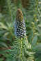 vignette Echium fastuosum (Bormes les Mimosas, Var, Provence Alpes Cte d'Azur, France)