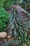 vignette Yucca desmetiana (Bormes les Mimosas, Var, Provence Alpes Cte d'Azur, France)