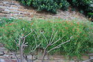 vignette Lobelia laxiflora (Bormes les Mimosas, Var, Provence Alpes Cte d'Azur, France)