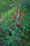 vignette Echium sp. (Bormes les Mimosas, Var, Provence Alpes Cte d'Azur, France)