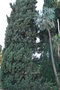 vignette Cupressus sempervirens & Cussonia paniculata ssp. sinuata (Bormes les Mimosas, Var, Provence Alpes Cte d'Azur, France)