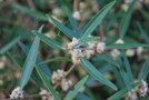 vignette Phillyrea angustifolia (Var, Provence Alpes Cte d'Azur, France)