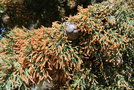 vignette Cupressus sempervirens (Mons, Var, Provence Alpes Cte d'Azur, France)