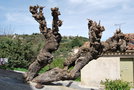 vignette Morus alba (Tourettes, Var, Provence Alpes Cte d'Azur, France