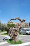 vignette Morus alba (Fayence, Var, Provence Alpes Cte d'Azur, France