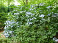 vignette Hydrangea macrophylla - Hortensia