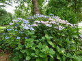 vignette Hydrangea macrophylla - Hortensia