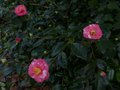 vignette Camellia japonica Lady Clare au 08 01 14