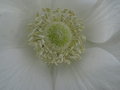 vignette Anemone coronaria - Anémone de Caen, Anémone des fleuristes