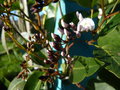 vignette hardenbergia violacea 'alba'