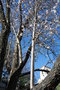 vignette Prunus amygdalus var. dulcis (Bargme, Var, Provence Alpes Cte d'Azur, France