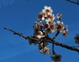 vignette Prunus amygdalus var. dulcis (Bargme, Var, Provence Alpes Cte d'Azur, France