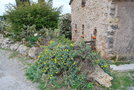 vignette Hertia cheirifolia (Tourtour, Var, Provence Alpes Cte d'Azur, France