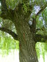 vignette Salix babylonica 'Pendula'