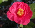 vignette Camlia, camellia N un de mes semis , floraison du 14 01 2014