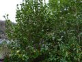 vignette Camellia japonica Kramer suprme feuillage au 15 01 14