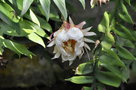 vignette Epiphyllum chrysocardium