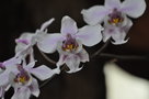vignette Phalaenopsis schilleriana