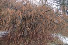 vignette Carpinus betulus 'Pendula'