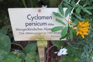 vignette Cyclamen persicum